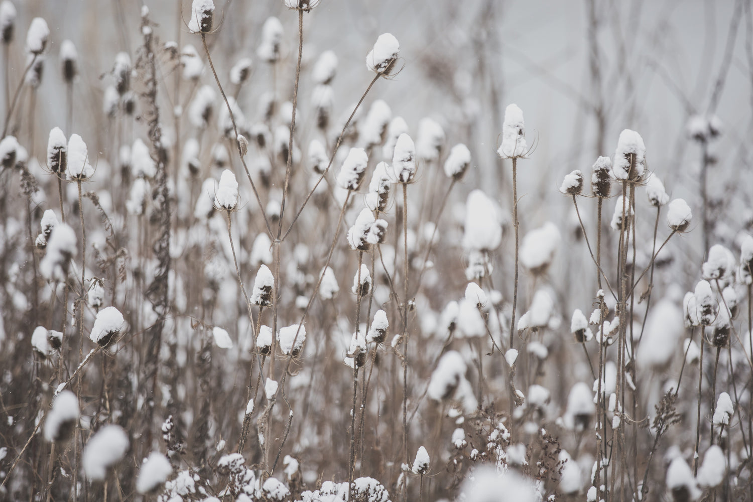 Healthy tips and great ideas for beating the winter blues! Quick answers and simple steps to improve your seasonal mood with clean food while enjoying a cozy, inviting home environment with Terra Powders.