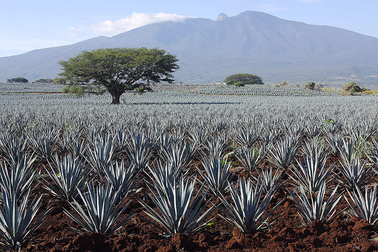 Madhava Organic Agave Plants Growing